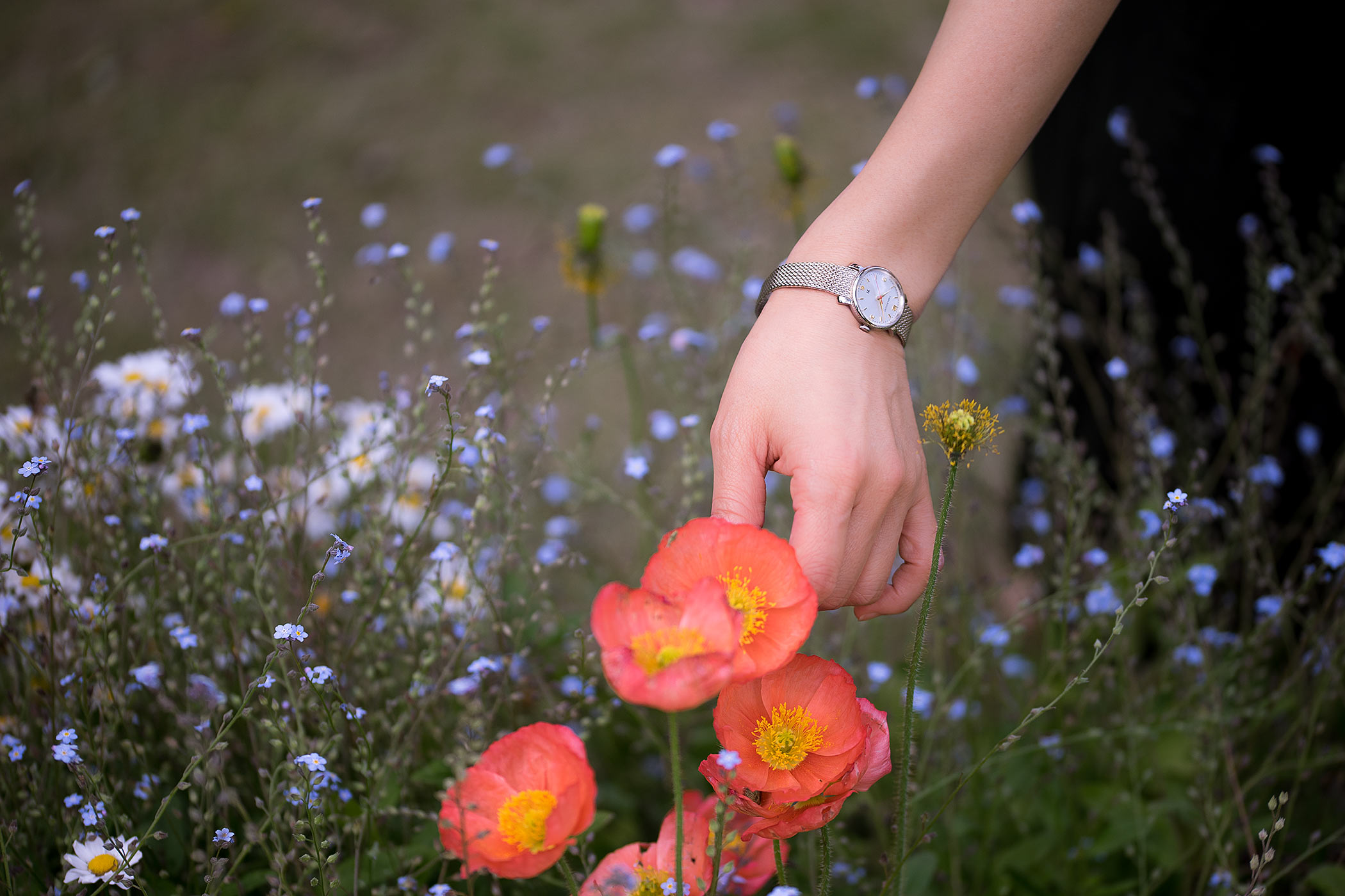 春の花畑で女性が緋色のポピーを摘む