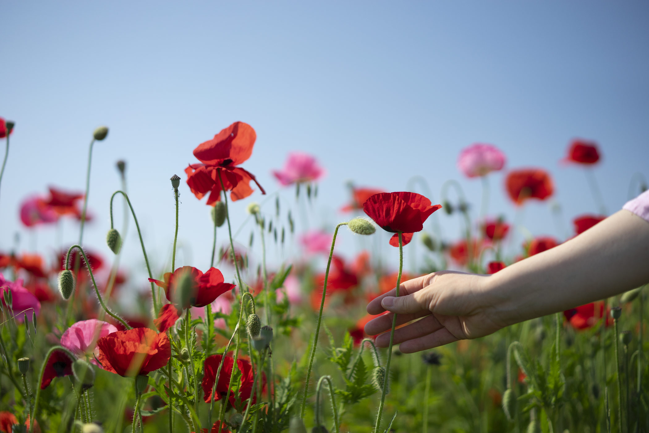 Coquelicot コクリコ のお話 タイム ブーケ公式ストア